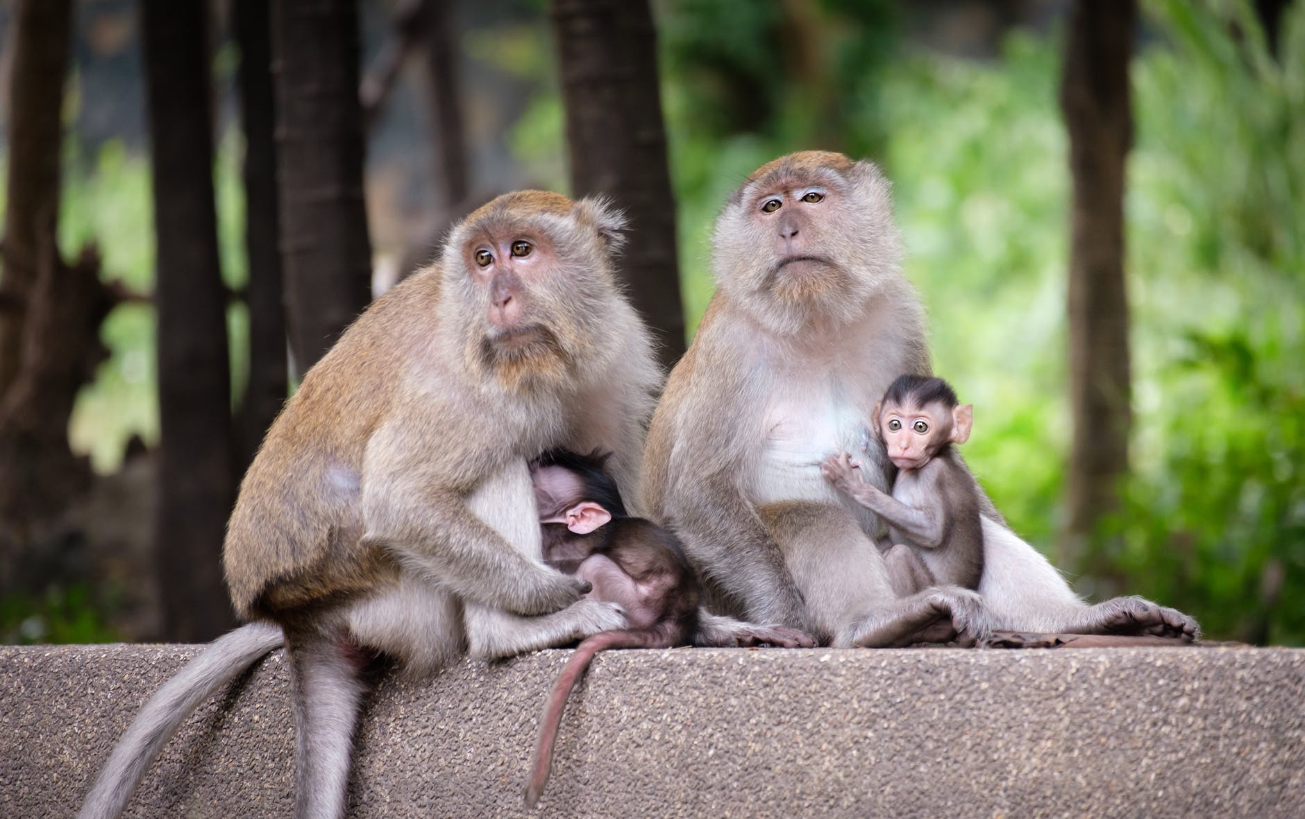 photo of monkeys